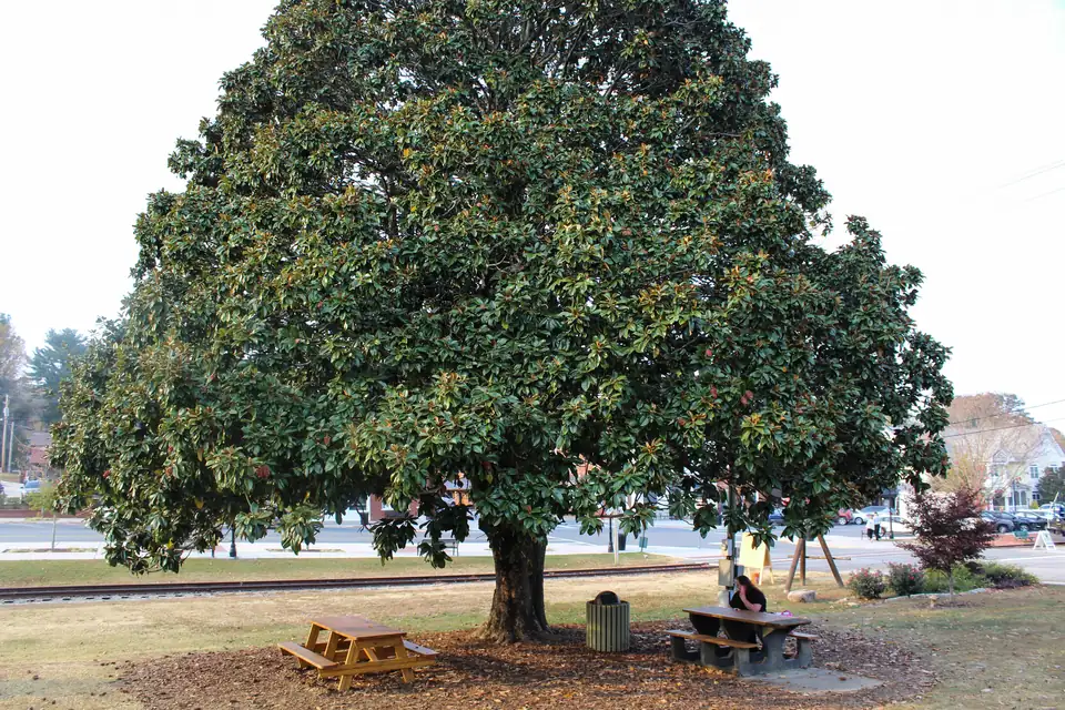 Huge spreading magnolia shading picnic tables and a trash can on mulch, a rail track in front of a street with parked cars and buildings behind; one person sits at a table, small in frame