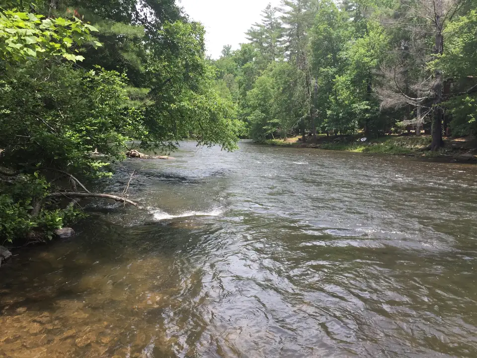 Wide shallow river with small riffles flowing between leafy green trees, a fallen branch in the water at left